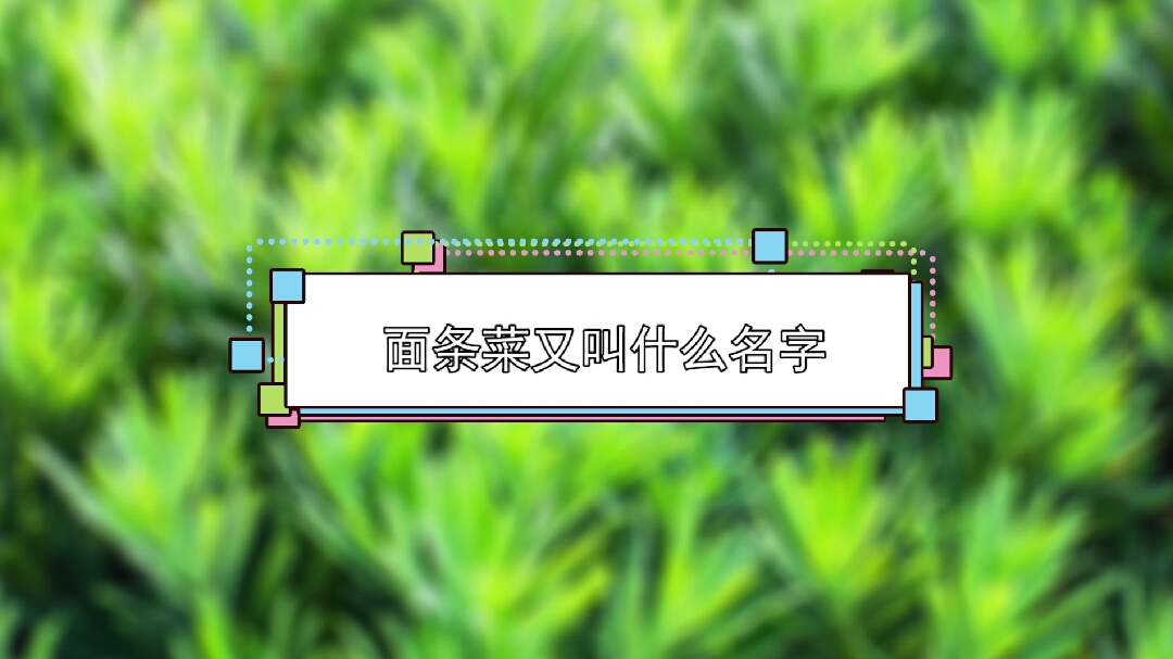 面条菜的别称,一起来看看吧