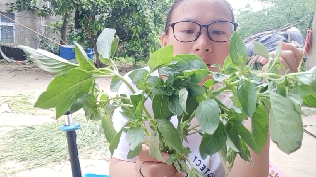 这种菜,湖北以外的人很少能吃到,湖北人分享荆芥的做法