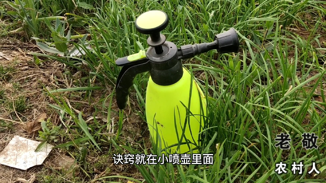 韭菜不打农药也不生虫,割了一茬又一茬,喷了啥东西?