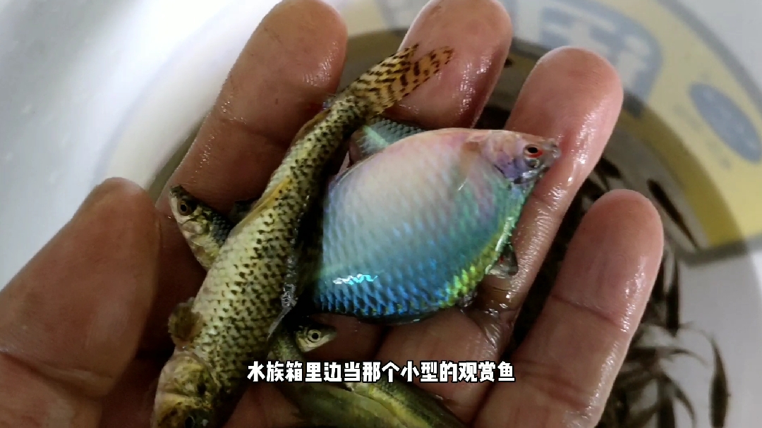 李哥抓来这么漂亮的小鱼到底要干什么,朋友猜猜看!哈哈