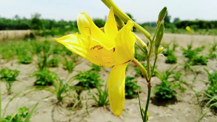黄花菜开得花黄灿灿,看着挺美的。