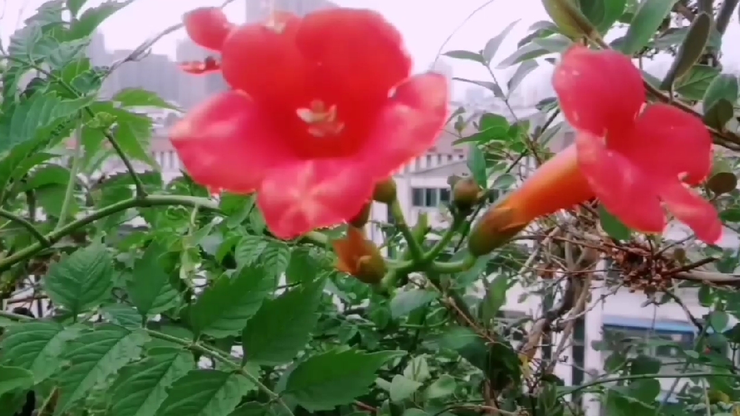 楼顶这么操作,既能种花,也能种菜,夏天还能不那么热