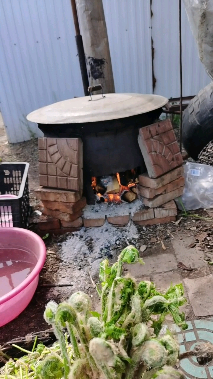 见过吗?纯野生薇菜?