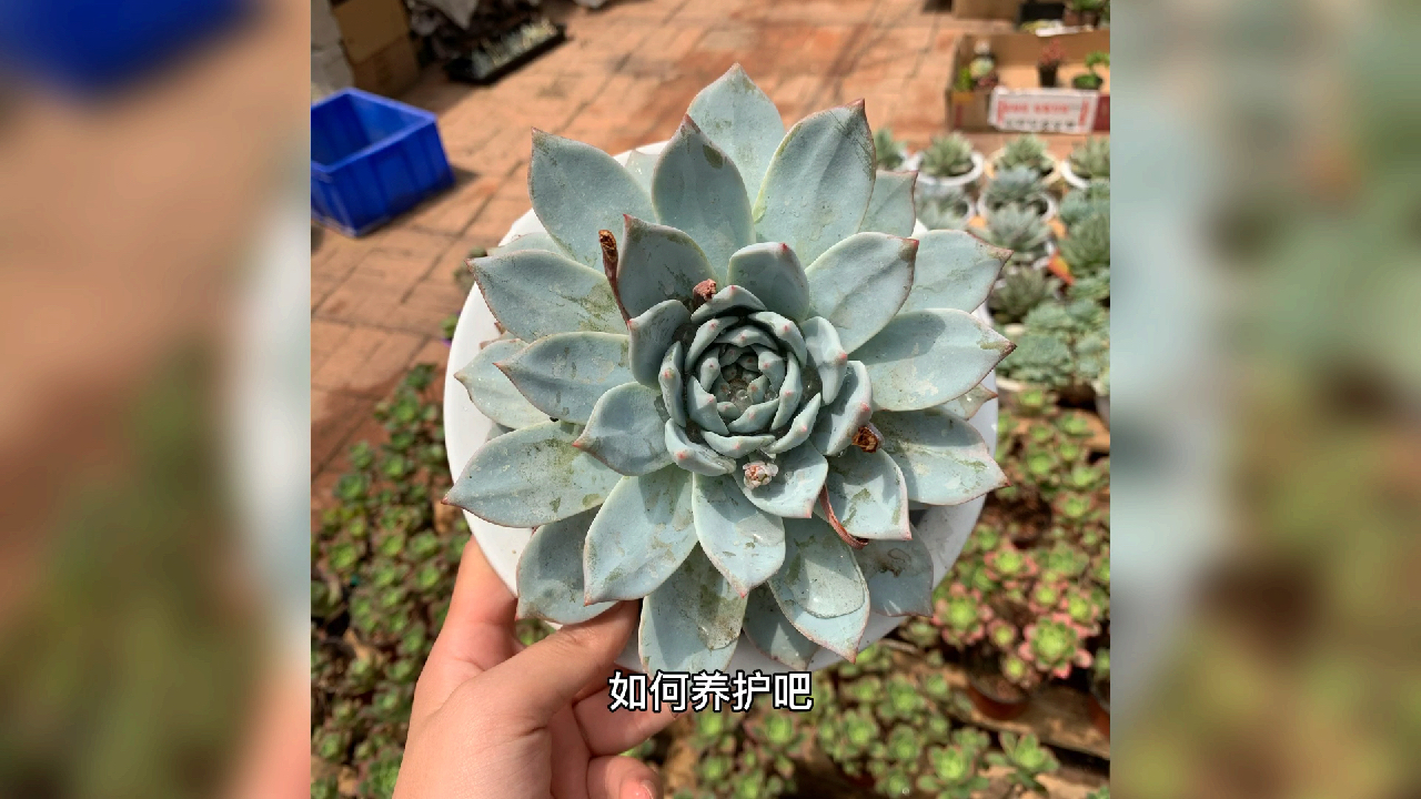 多肉植物之粉蓝鸟-养护纯干货