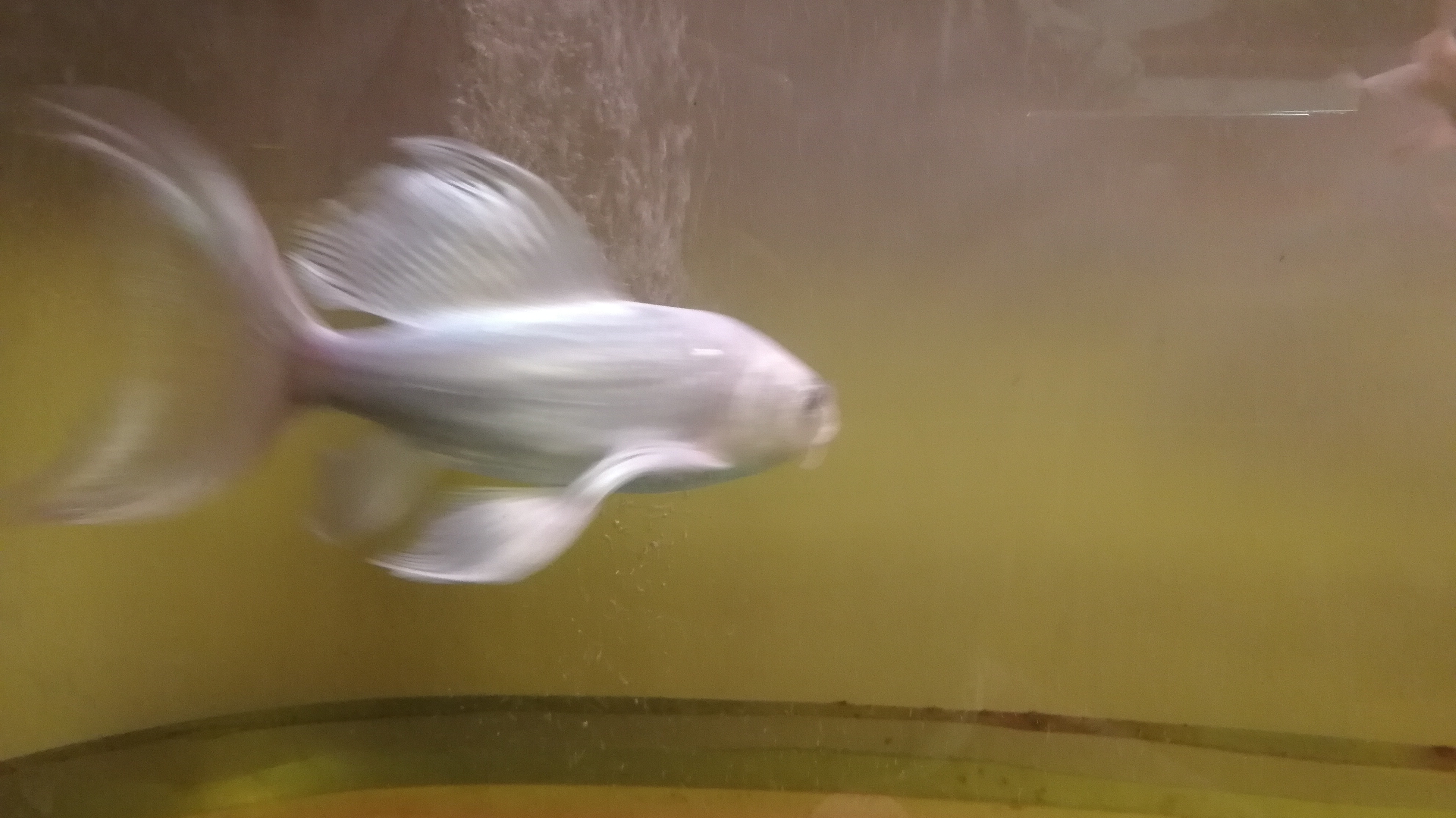 子弹头水族箱改上滤,效果不错!