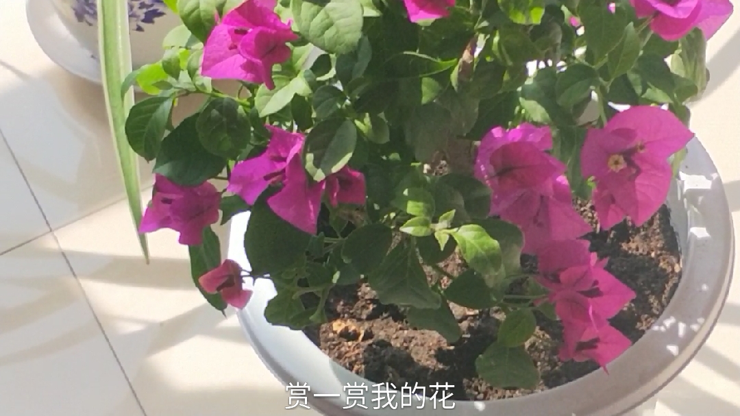 生活就像花儿一样,每天都灿烂无比!珍惜光彩夺目的美好时光!
