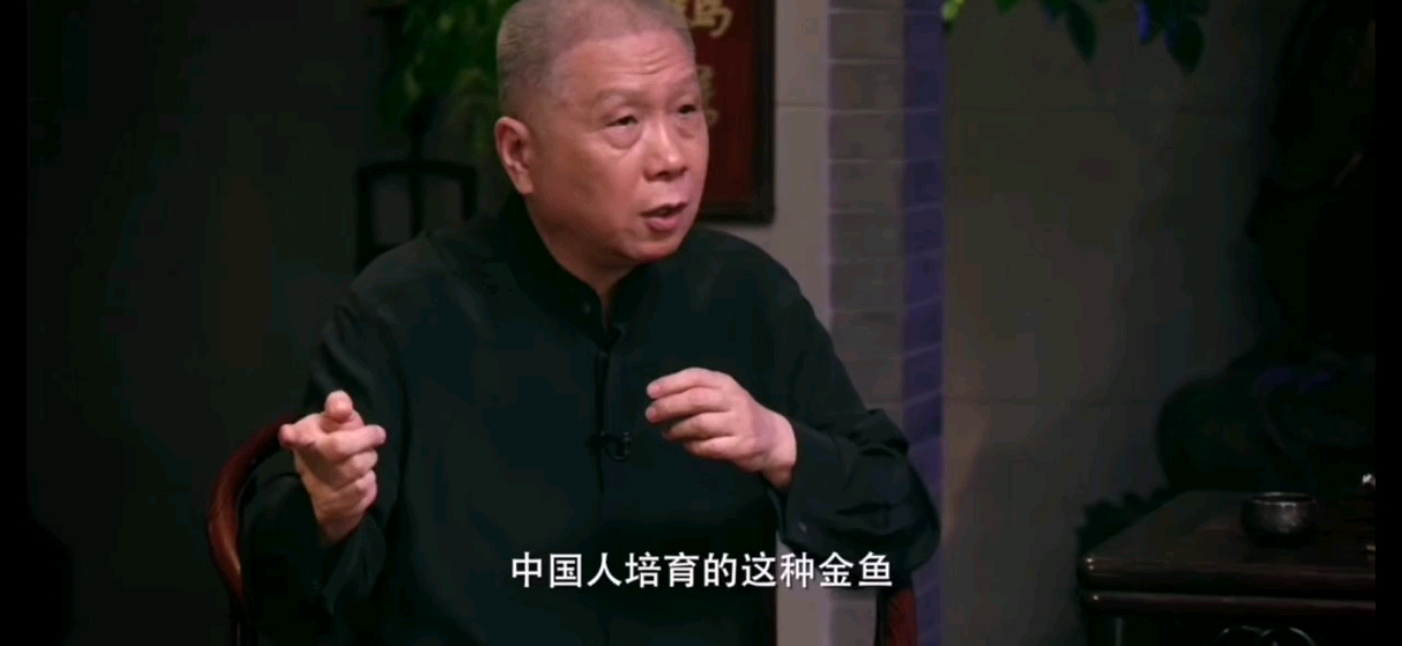 金鱼很漂亮!但你知道金鱼有多少种吗?听马爷普及金鱼知识!