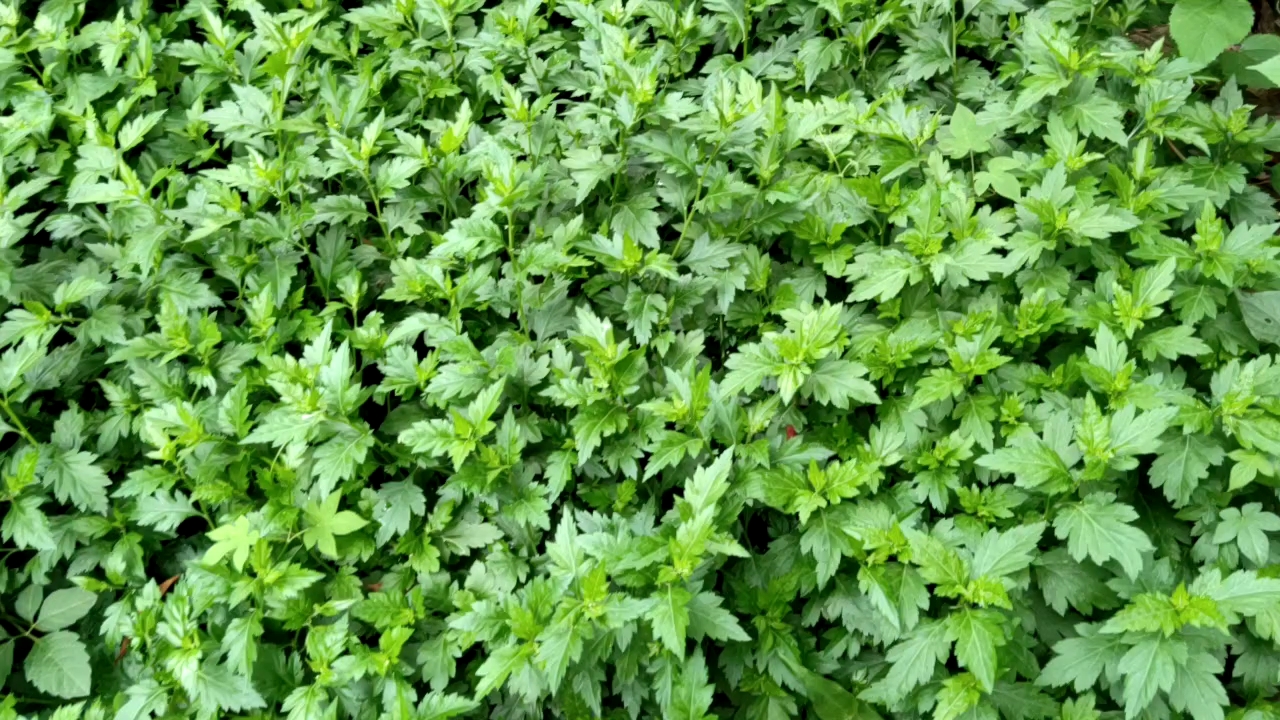 野外发现一大片菊花脑,赶紧摘一把,清炒烧汤都好吃
