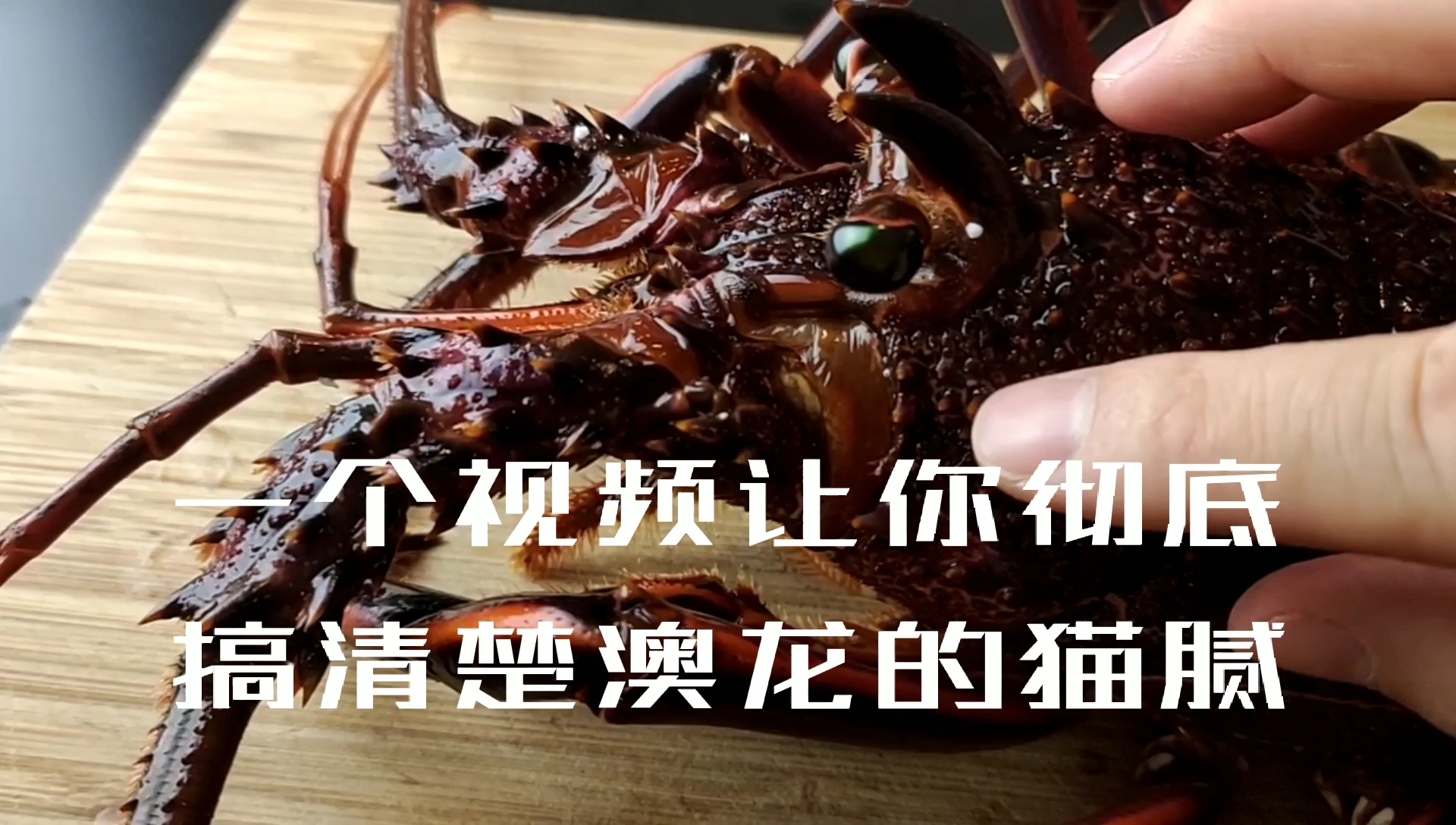 一个视频教你彻底了解澳洲龙虾