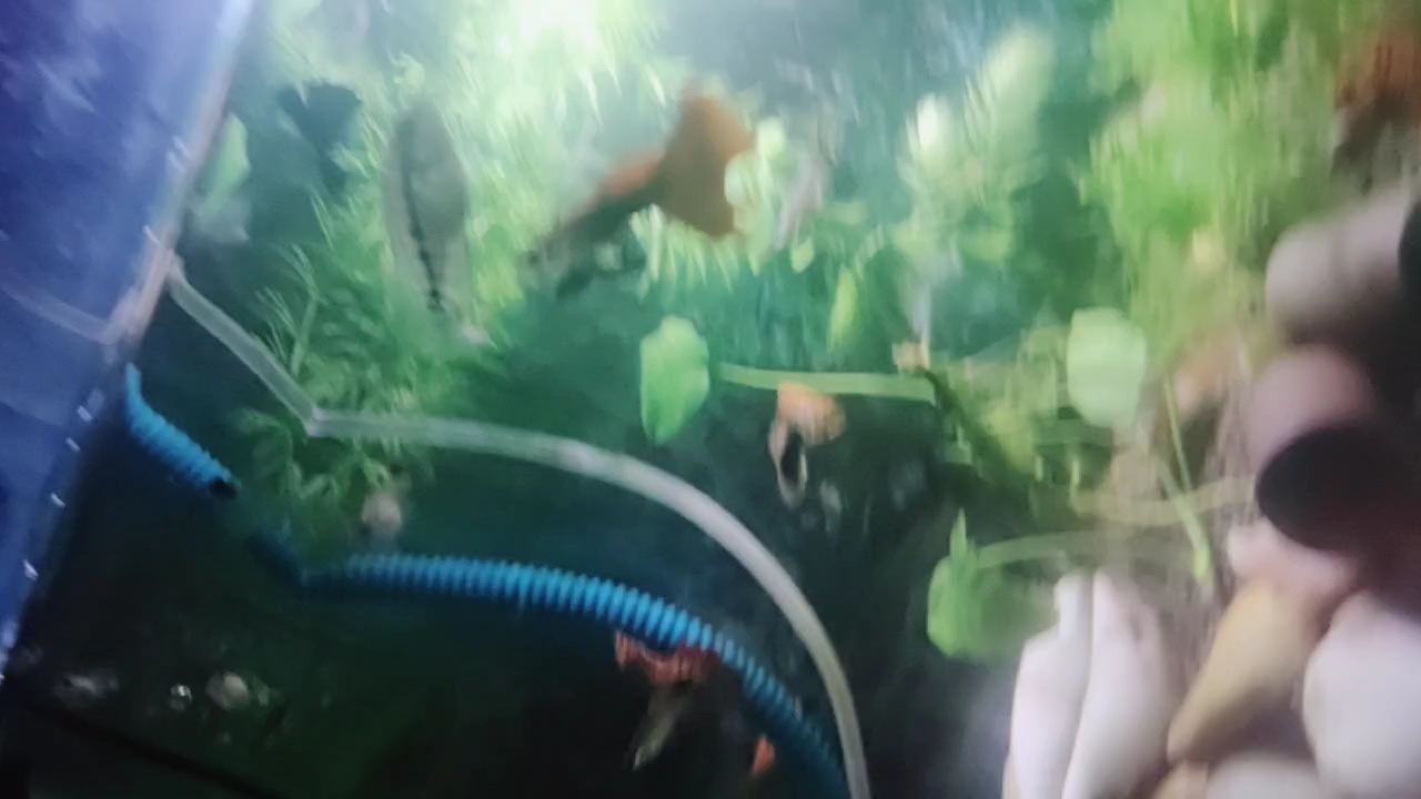 我的鸿运罗汉鱼苗变黑了