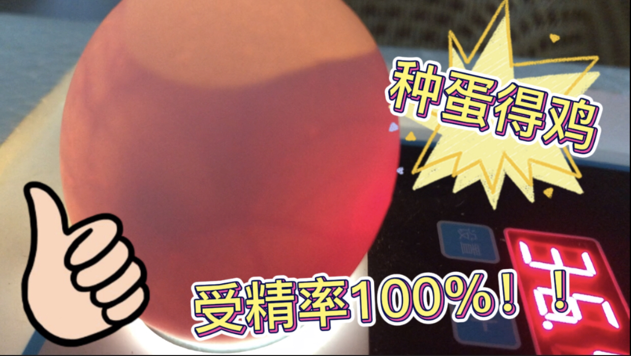 买了22个种蛋孵小鸡,7天后照蛋居然全部都是受精蛋,太神奇了