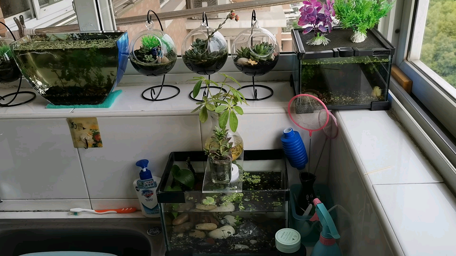 什么是古法养鱼?我是怎么理解的古法养鱼的