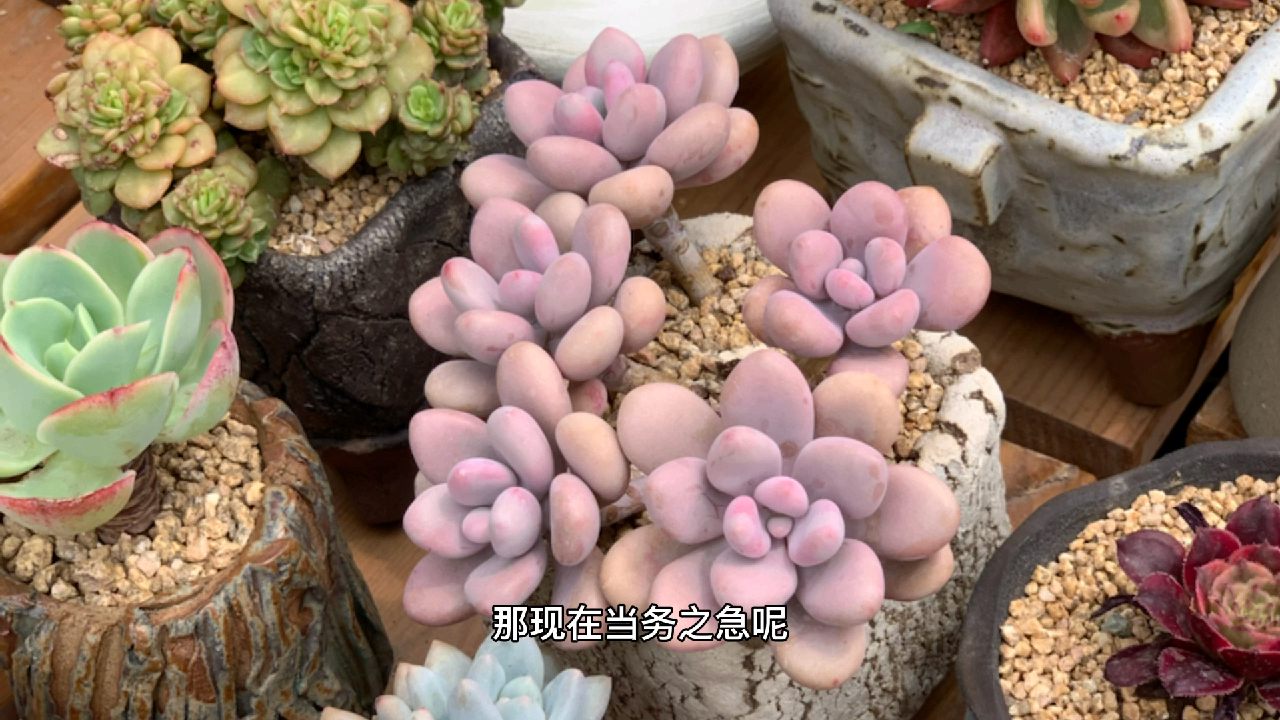 多肉植物之桃蛋度夏那些事