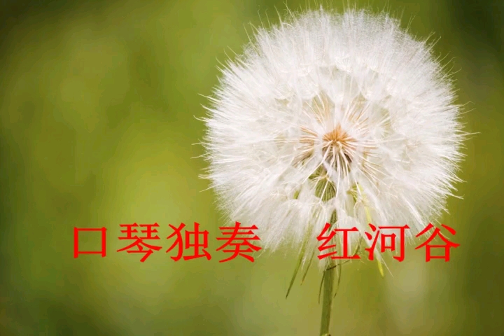 口琴独奏   红河谷a