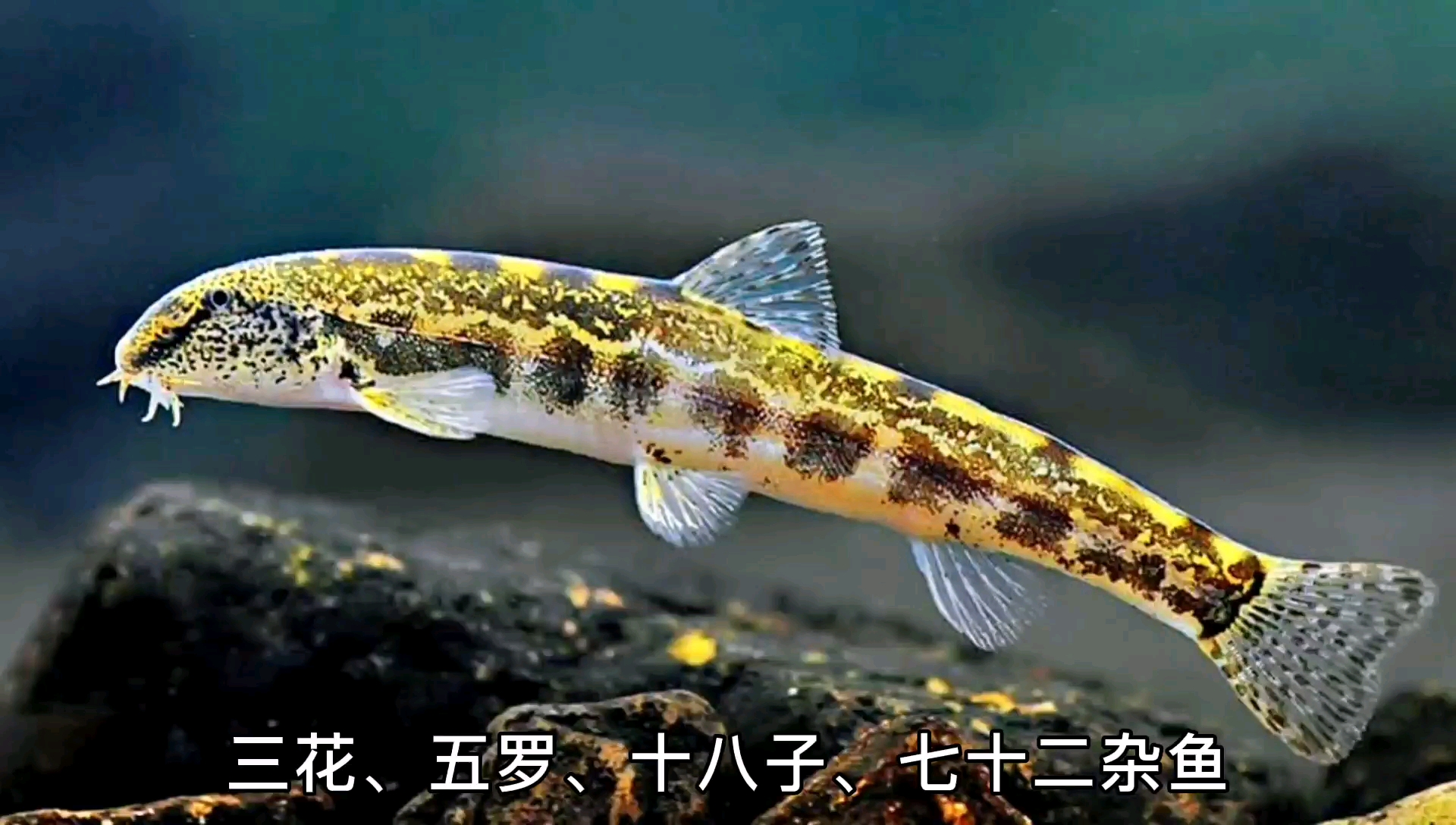 东北扁担钩子鱼——老家的小溪里有!很好吃!现在小溪没了!