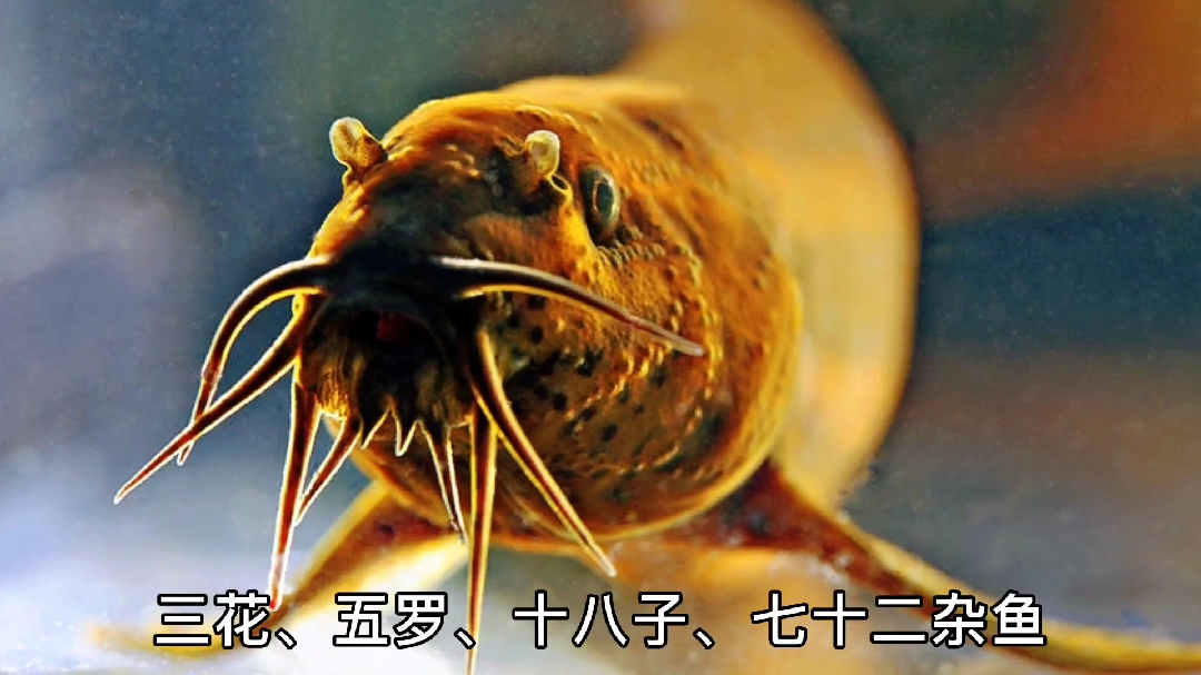 东北泥鳅鱼——还叫泥喽够子!冬天也能抓,知道怎么弄吗?