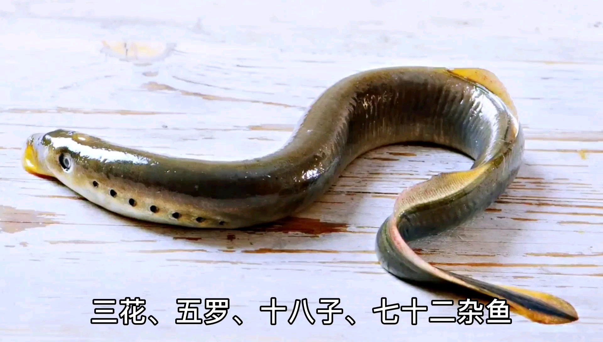 东北七星鱼——据传说有毒!头些年没人要!这些年还捞不到了!