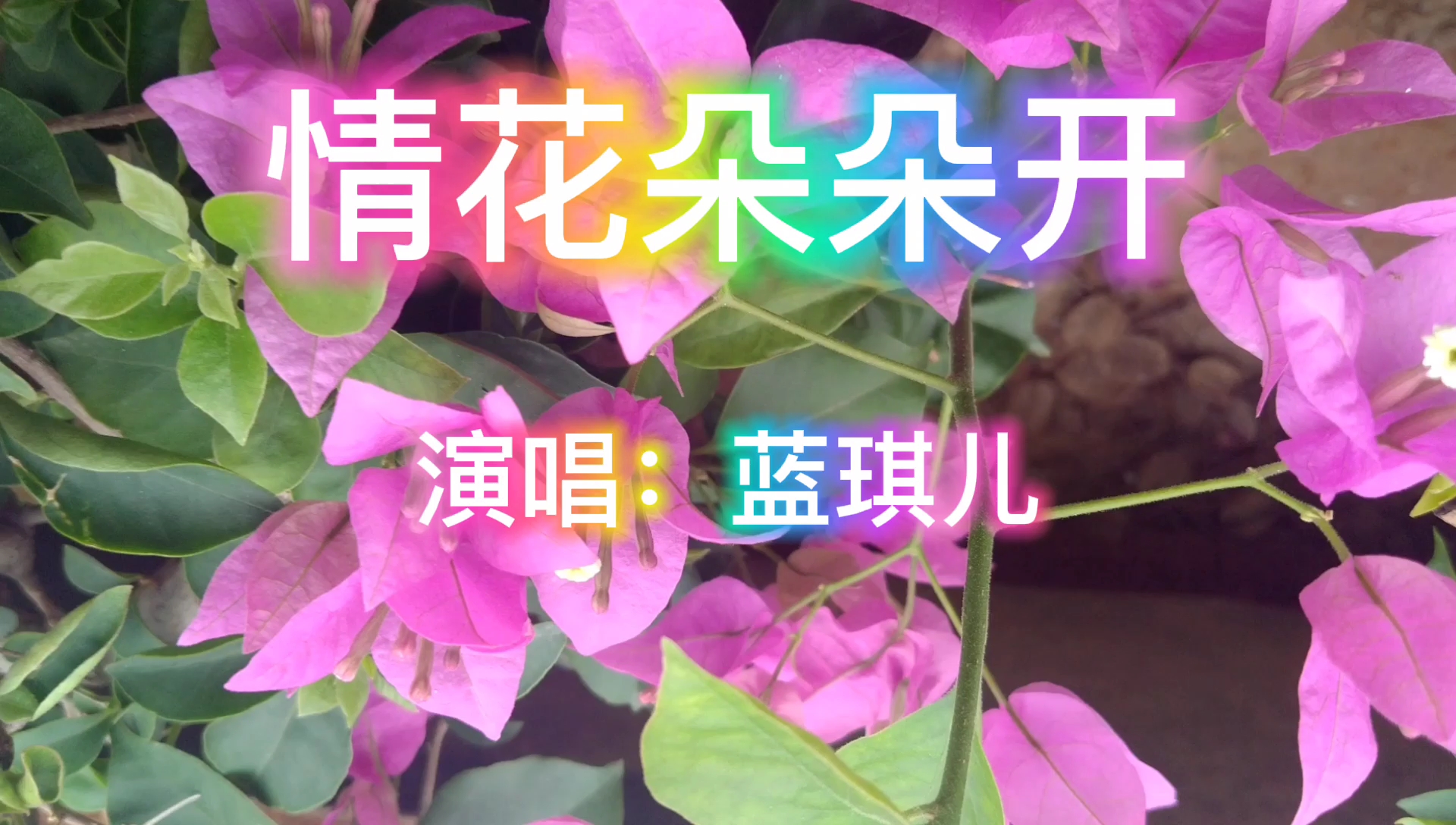 [图]蓝琪儿《情花朵朵开》网络情歌,节奏感强好听