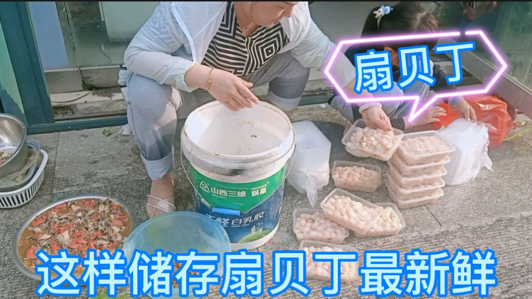 烟台长岛的扇贝迎来大丰收,怎样储存扇贝丁 ,海岛渔民有秘诀