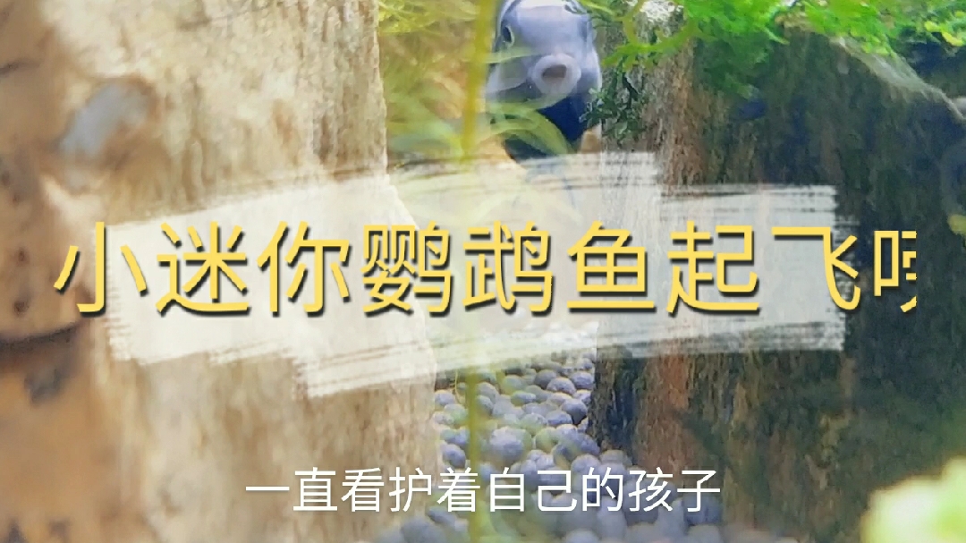 迷你鹦鹉小鱼经过一星期现在起飞了。大鱼还是护的很紧。