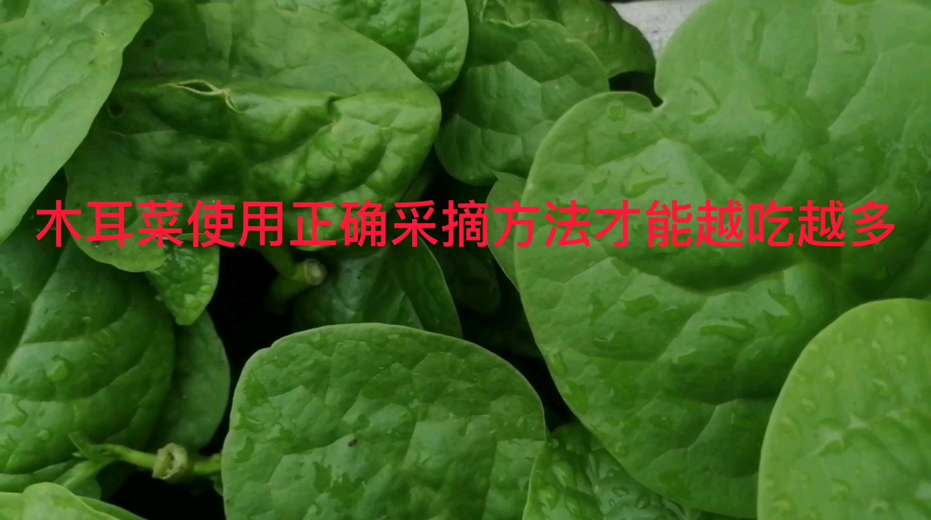 木耳菜使用正确的釆摘方法才能越吃越多,方法不同结果不同