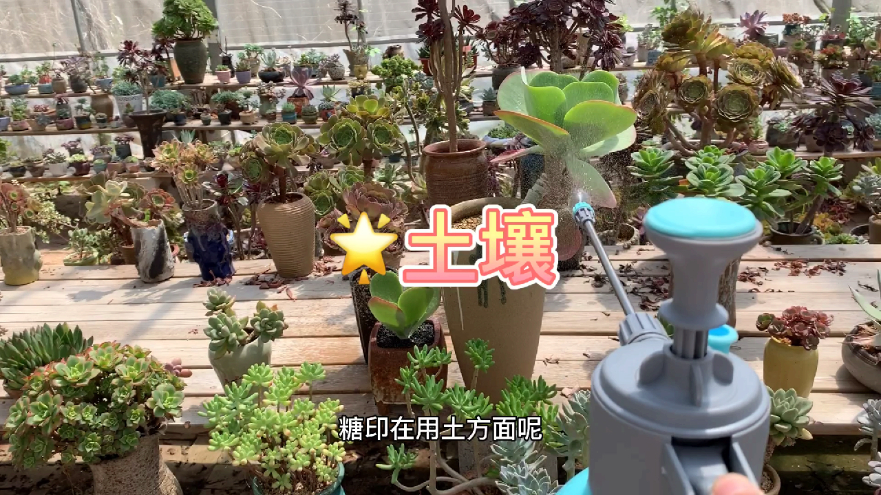 多肉植物之唐印-养护用土看这里