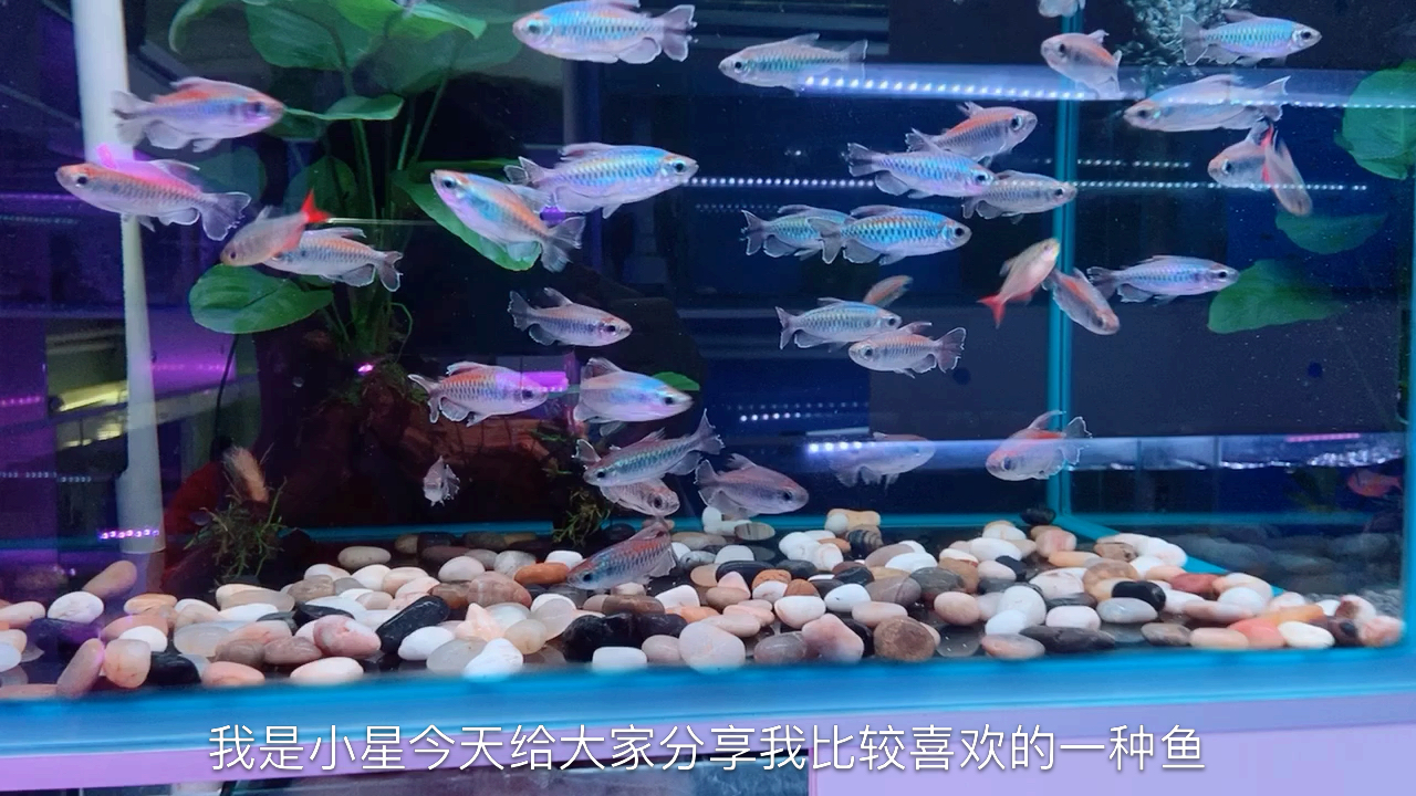 刚果美人鱼,在光线照射下,有七彩的变化,你喜欢吗???