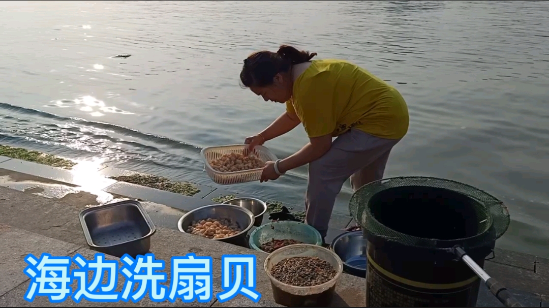 海岛扇贝大丰收,老三加紧储存备用,怎样保质新鲜渔民有妙招