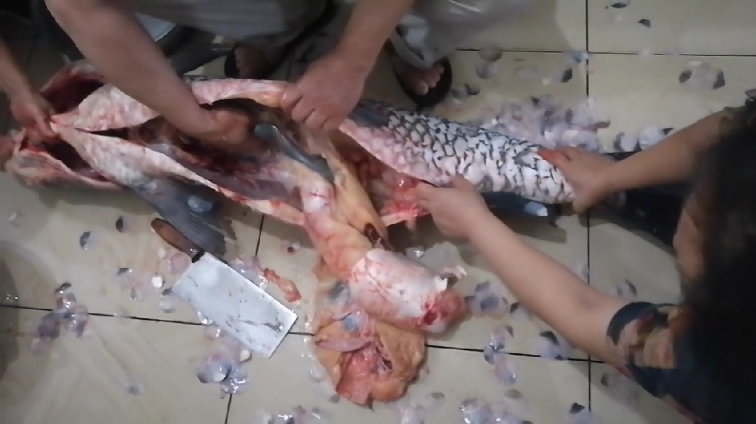 直击60斤螺蛳青宰杀全过程,一个大师傅三个帮工忙碌五十多分钟!