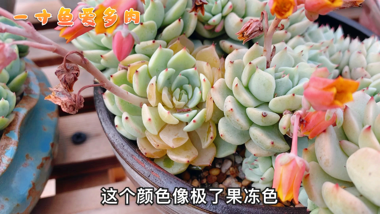 夏天多肉叶片突现果冻色,晶莹剔透,这是化水来袭!该如何处理呢