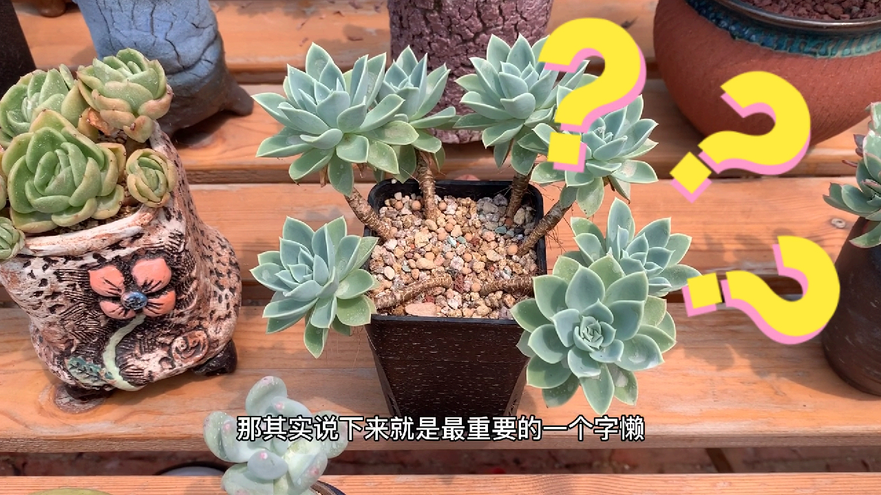 多肉植物之三色堇-养护看这里直播间等你