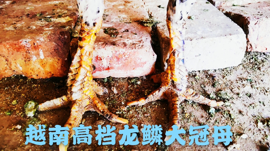 这只龙鳞大冠母鸡太漂亮了,是不是越南斗鸡呢