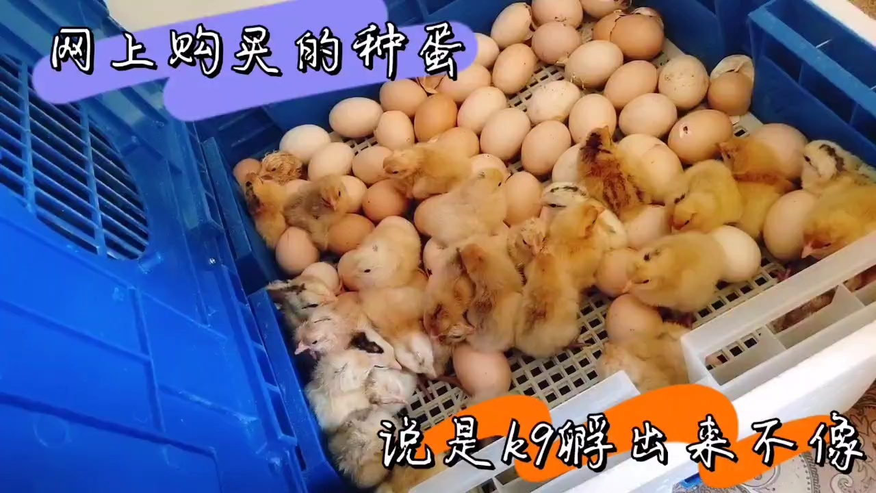 小伙孵化的小鸡又出壳了 但是品种好像不是k9 被骗了吗?