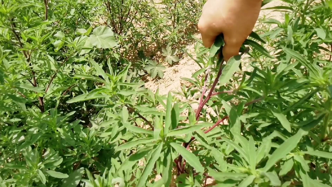 初夏炎热又干燥,龙凤胎有些上火,云云菜野菜做美食,降火解暑热