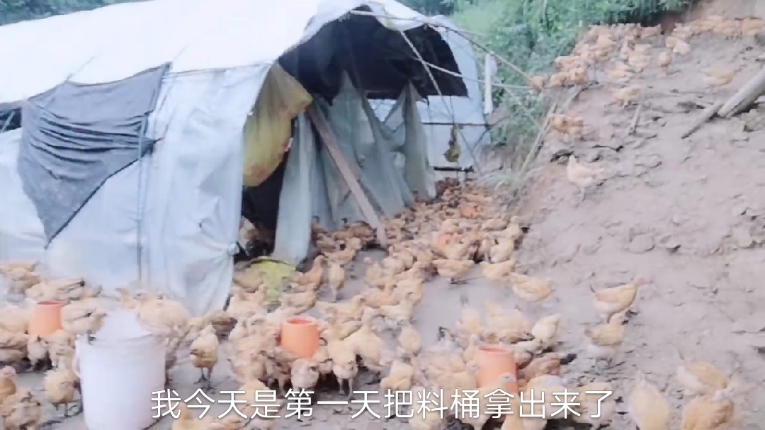 小鸡如何训练〈一〉,能有限避免支原体滑液囊的发生