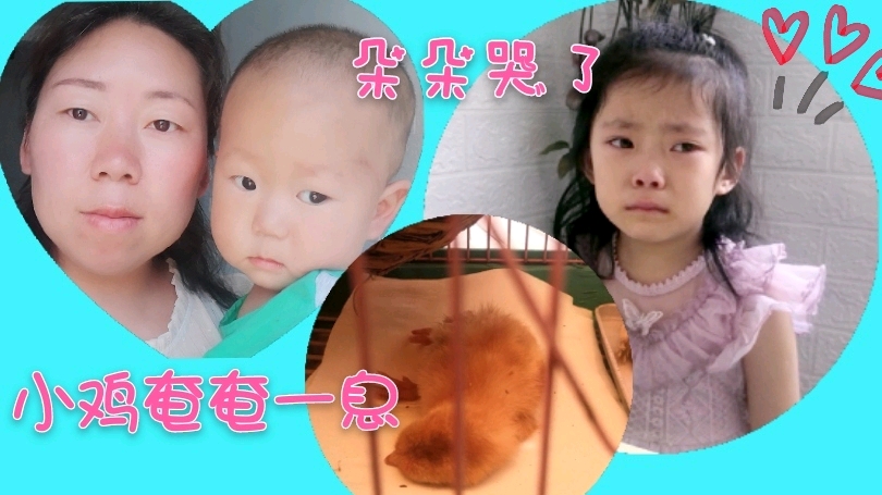 小鸡被多米虐的奄奄一息,姐姐伤心的哭了,看宝妈这样做对吗