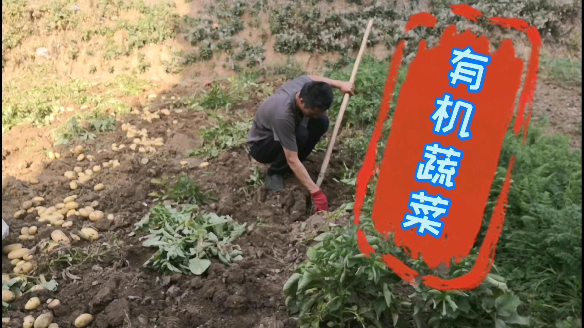 帮家里收马铃薯,不使用农药化肥的有机蔬菜,和你吃的一样吗
