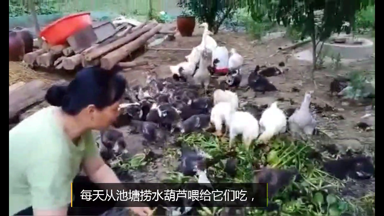 农村田大姐怎么喂养番鸭,一点不怯生长的又快,像宠物一样听话。