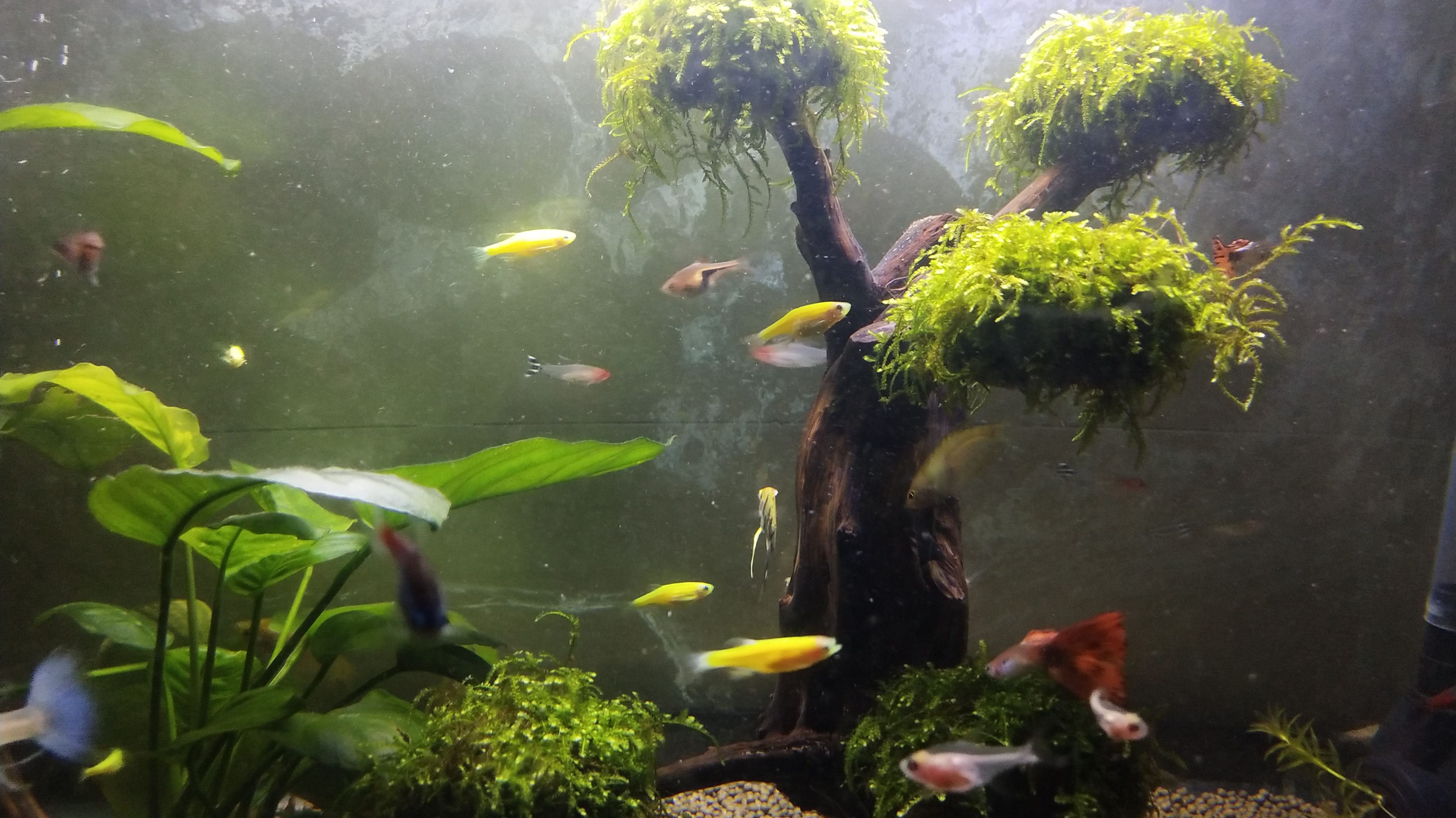 成品莫斯树到底值不值的买,关键还是看你鱼缸布景