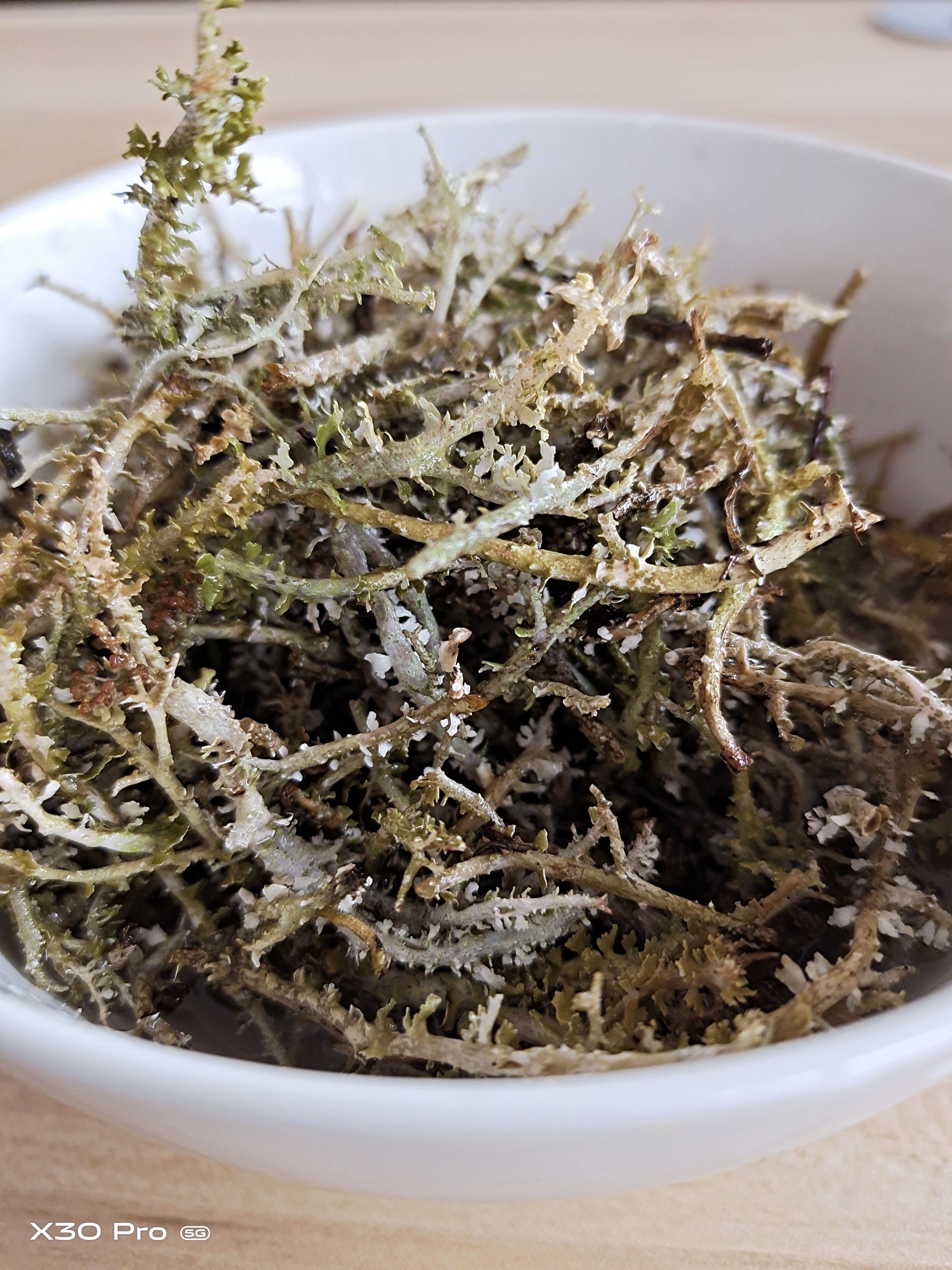 甘肃高原野生鹿角菜,美味就是自然的味道