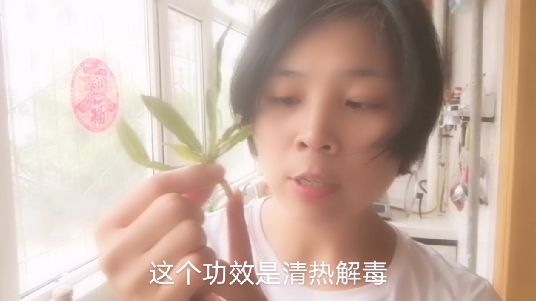 山上挖的野菜,第一次知道它的名字苦苣菜,做顿野菜汤吧