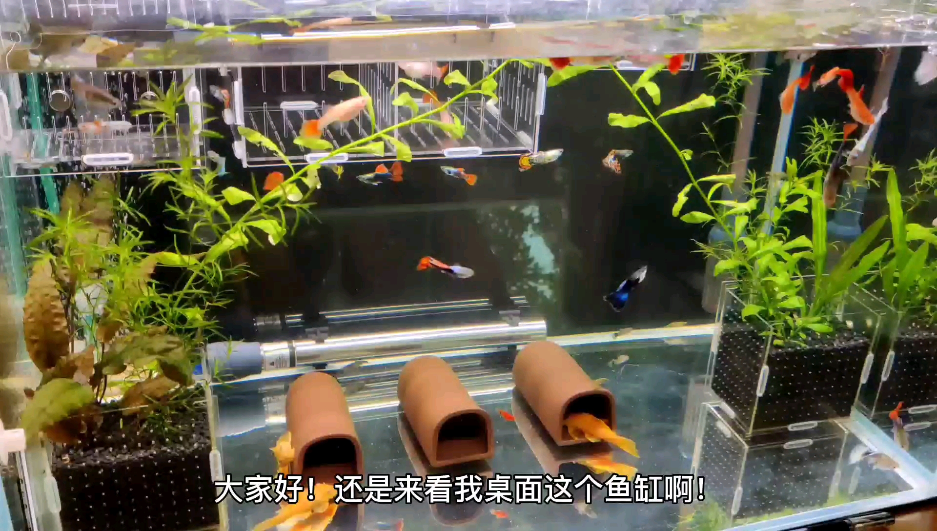 桌面鱼缸里的孔雀鱼又是集中生产的节奏,胡子鱼也差不多产卵了