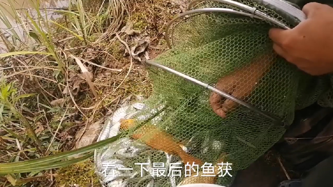 从小钓到大的红鲤鱼耽误了我狂拉白条,连杆小奶鲫让我更崩溃!
