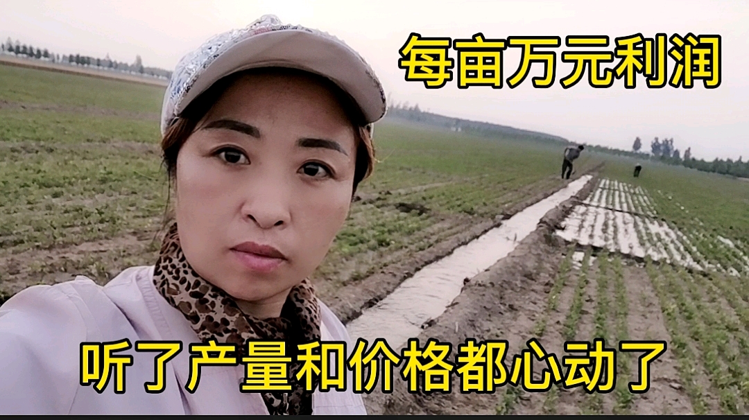 农村媳妇种植半夏,每亩10000多的利润,听了产量和功效心动了吗