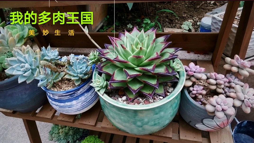 上百种多肉图文对照!你都认识吗?还有一些是新手必入的品种哦!