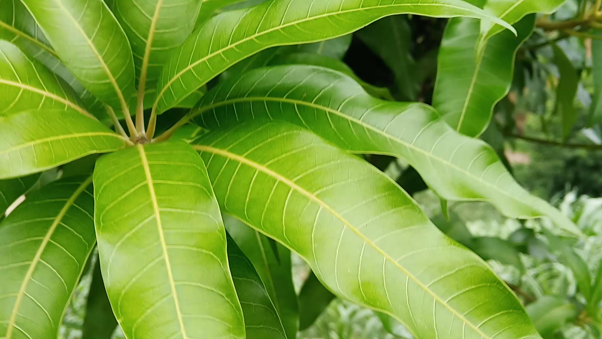 [图]轻轻的微风吹过青青的小草