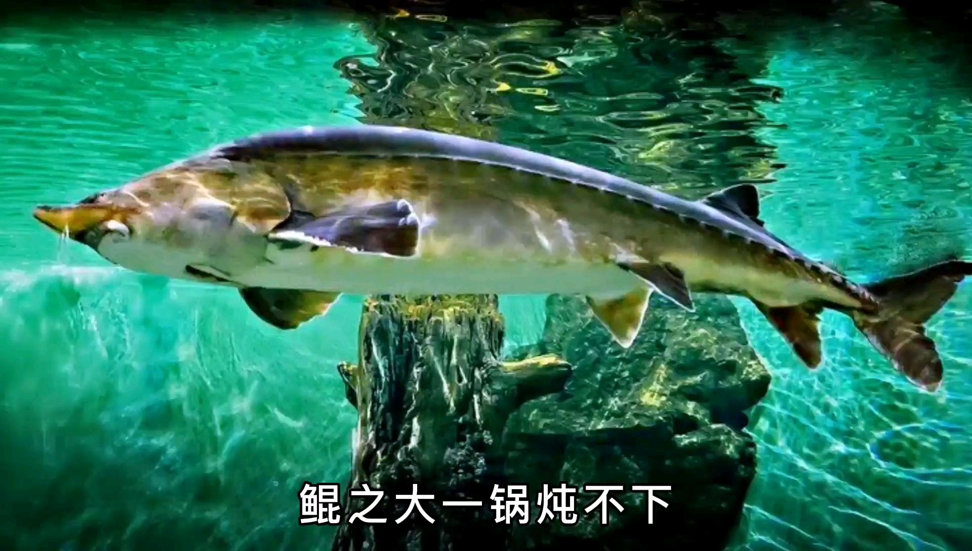 东北蝗鱼——能达到3000斤,卖几十万!却说可惜了,为啥?