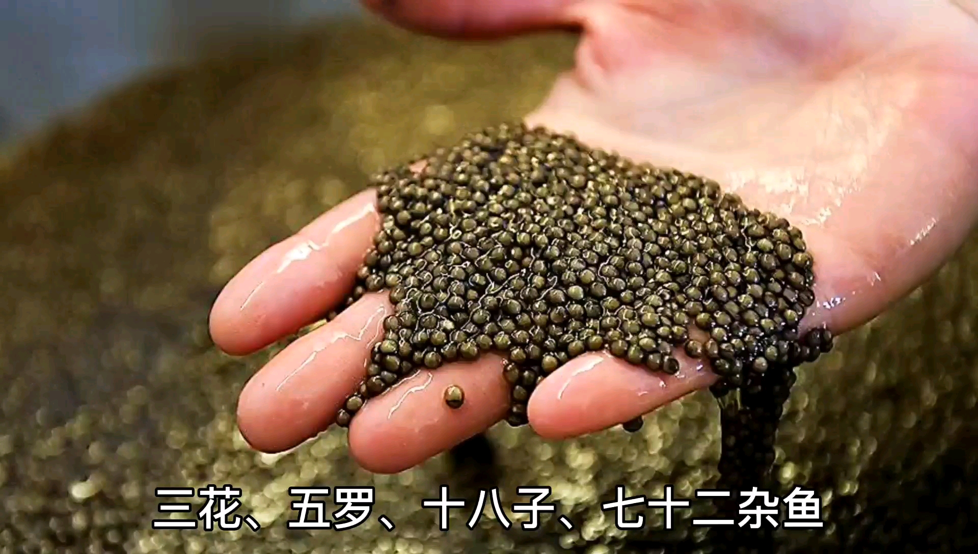 东北黑鱼籽酱——战斗民族很喜欢!但美味背后隐藏着杀戮!