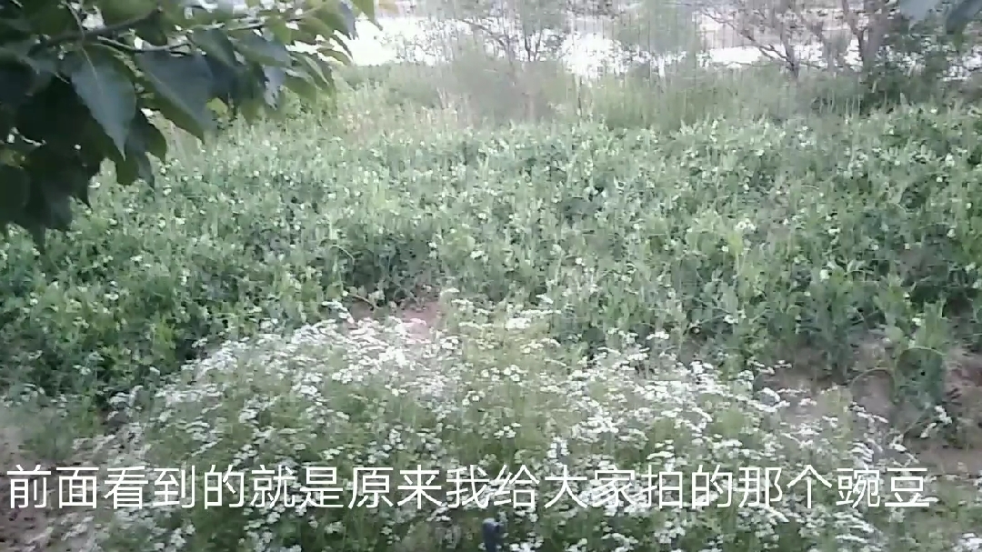 打籽的香菜长这样,农村快递小哥分享给大家,不一样的特色