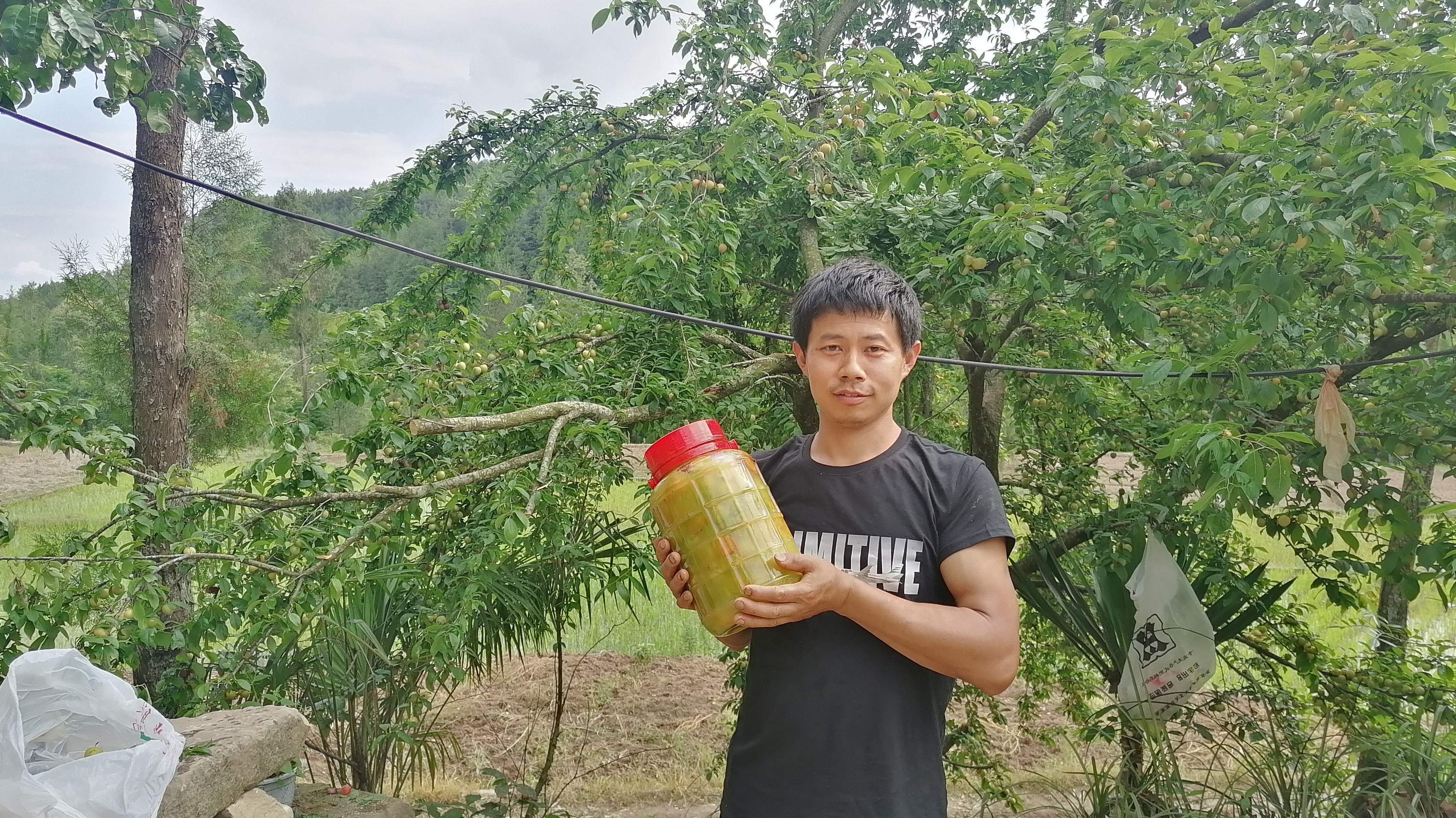 用李子酿一坛李子酒,不用冰糖不用酒,开坛酒仙也要馋倒